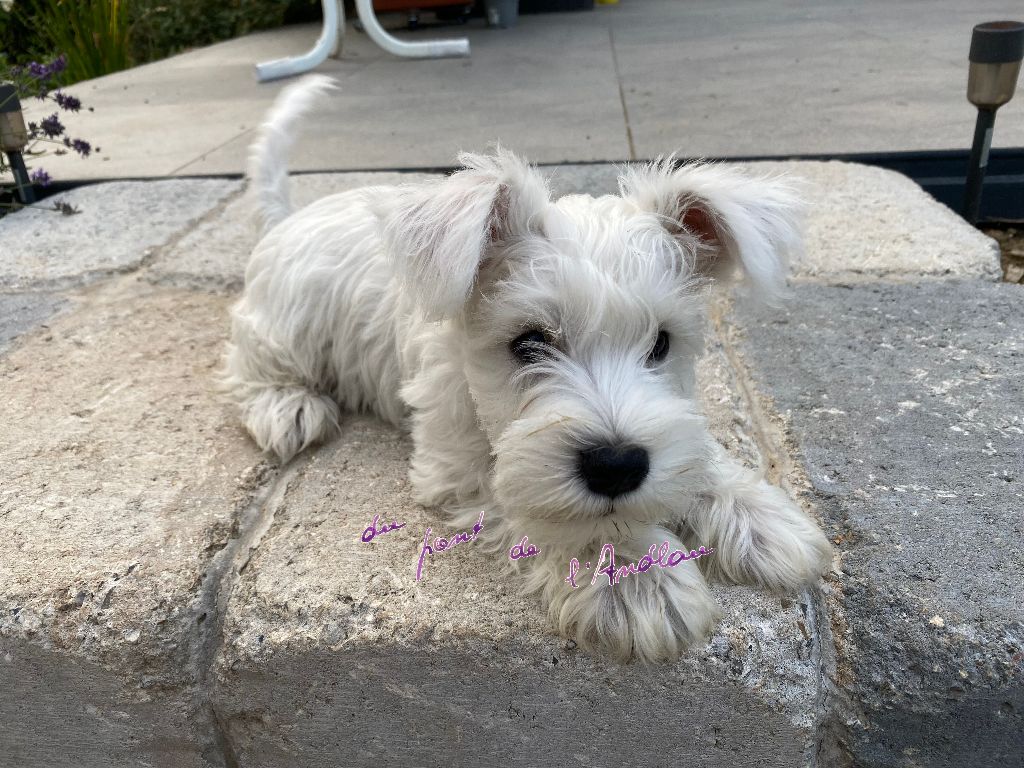 Du Pont De L'Andlau - Chiot disponible  - Schnauzer miniature