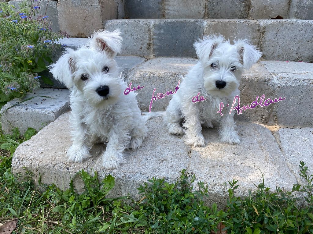 chiot Schnauzer miniature Du Pont De L'Andlau